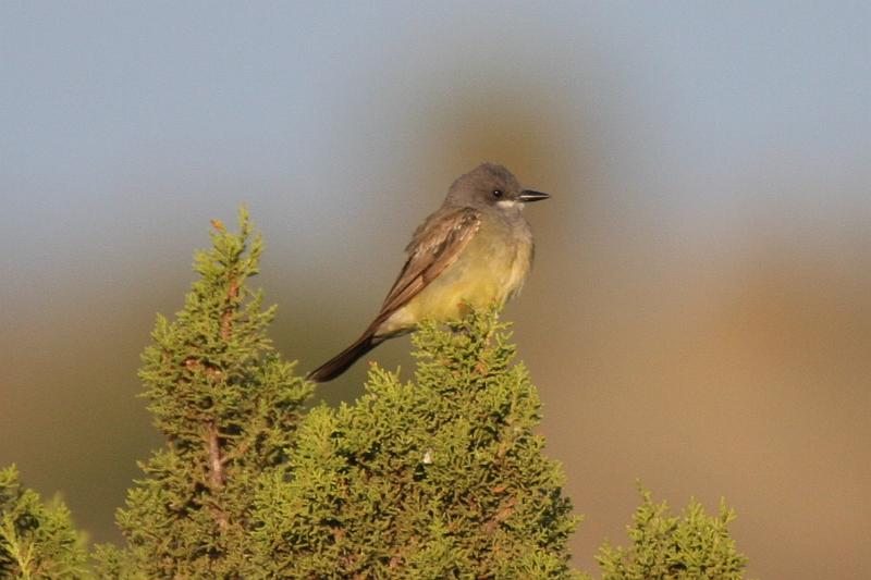 Cassin's Kingbird FtDavis Aug08 094.jpg